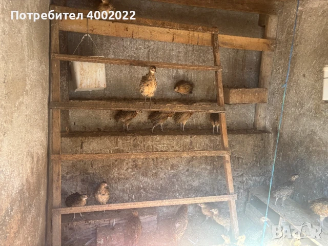 Фазани и кеклици