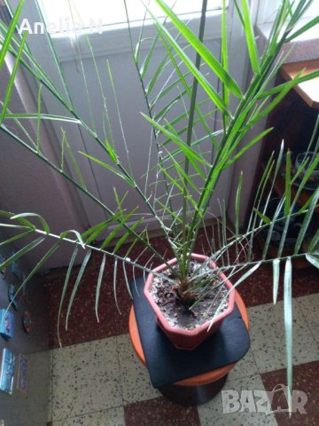 Палма-финикова