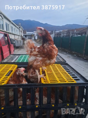 продавам кокошки носачки за яйца, снимка 1 - Кокошки и пуйки - 42998742