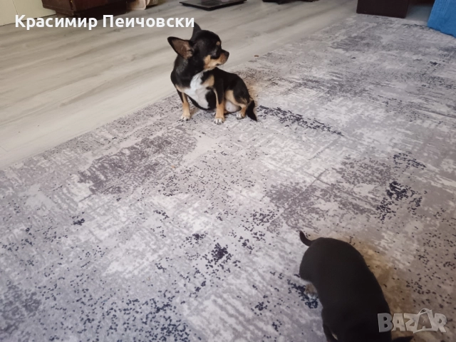 мъжко чихуахуа , снимка 3 - Чихуахуа - 52219789