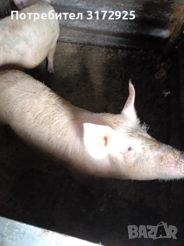Продавам прасета , снимка 8 - Прасета - 52669901