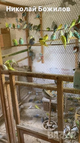 Продавам Вълнисти папагали над 350 бр