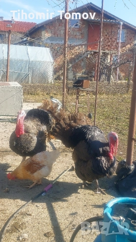 Продавам домашно гледани пуйки пуяци петли кокошки , снимка 2 - Кокошки и пуйки - 52299775
