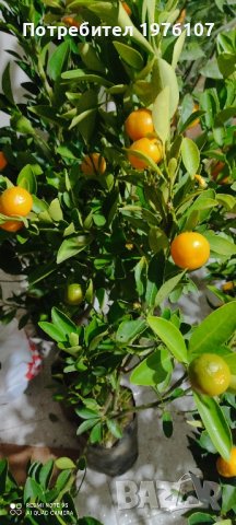 лимон,зелен лимон лайм,кумкуат, снимка 10 - Градински цветя и растения - 43271965