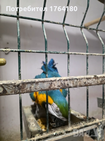 Три двойки папагали ара , снимка 2 - Папагали - 52920223