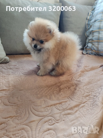 Померан мини мъжко и женско , снимка 13 - Померан - 52826685