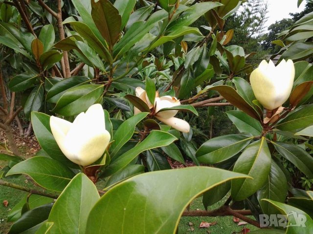  Разкрасете Градината и дома си със QUEEN Магнолия Grandiflora вечнозелена 140 см, снимка 8 - Подаръци за жени - 44087498