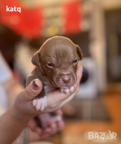 Питбулчета за продажба! 🐾 , снимка 10 - Питбул - 52518976