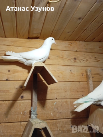 Пазарджишки бяли