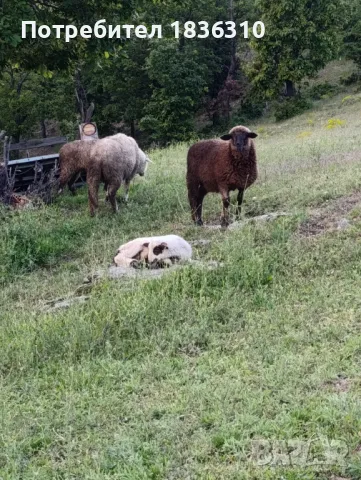 Агнета балкански , снимка 3 - Овце - 50338751