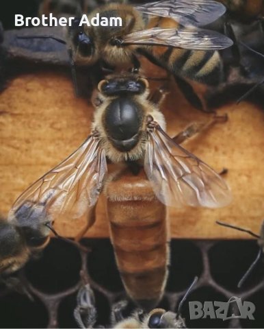  Пчелни отводки - сезон 2024 записване, снимка 3 - За пчели - 43566899