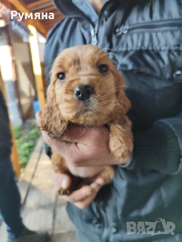 Английски кокер шпаньол, снимка 5 - Кокер шпаньол - 53485205