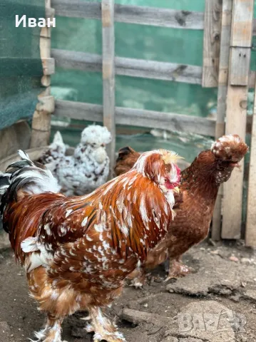 яйца от Струмски кокошки, снимка 9 - Кокошки и пуйки - 49817114