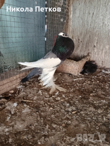  Седлати болани , снимка 5 - Гълъби - 52790834