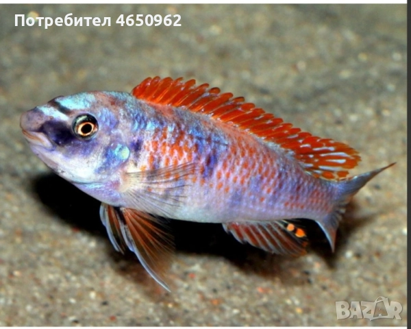 Аквариумни риби, африкански цихлиди от езерото Малави, снимка 12 - Рибки - 52414237