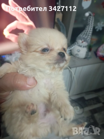 Померанчета 