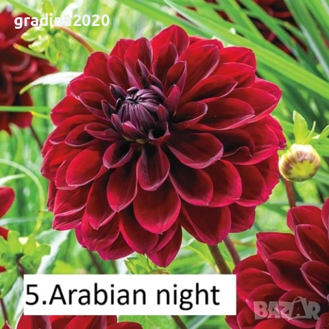 Луковици - Коренище на Далия - Цена за 1 бр.: 2,50 € / 4,89лв.