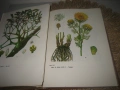 Съвременна фитотерапия - 1982 г., снимка 9