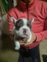 френски булдочета, снимка 7