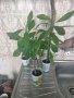 Каучуково дърво, снимка 1 - Градински цветя и растения - 33136735