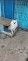померан, снимка 9