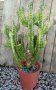 Euphorbia lactea, снимка 2
