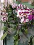 орхидеи , снимка 1