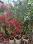 Продавам зокум олеандър, снимка 15