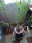 Палма-финикова, снимка 1 - Стайни растения - 30844825