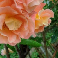 Резници Оранжев трендафил 💥, снимка 2 - Градински цветя и растения - 14774196