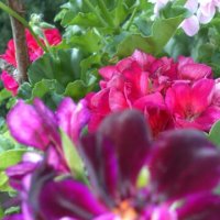 Висящи мушката, снимка 1 - Градински цветя и растения - 26450321