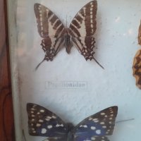  Пано с истински пеперуди в рамка 47х23 см, снимка 4 - Пана - 34871203