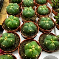 gymnocalycium horstii, снимка 5 - Стайни растения - 32874885