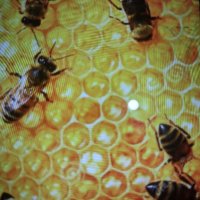  Пчелни отводки, снимка 2 - За пчели - 43980958
