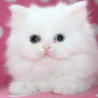 Персийско бижу /Shiny.whiskers - Traditional Persian cat
