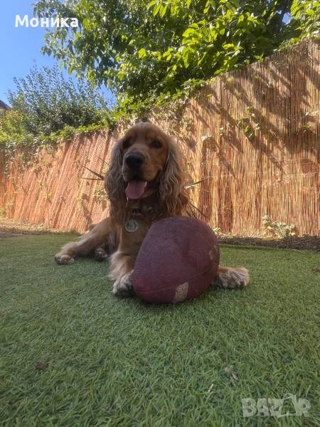 Мъжки кокер търси партньорка, снимка 1