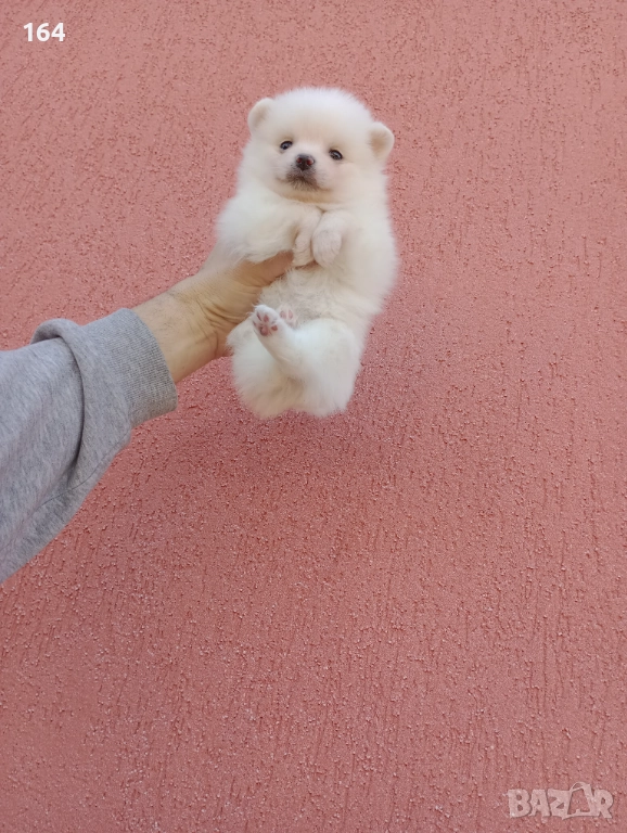 Бяло момченце. Померан. Реални снимки от 29.12.25 г., снимка 1
