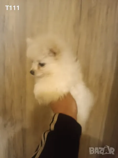 продавам мъжко мини шпиц , снимка 1
