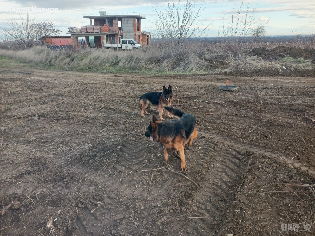 Парцел ( земеделска земя , лозе ) , снимка 1