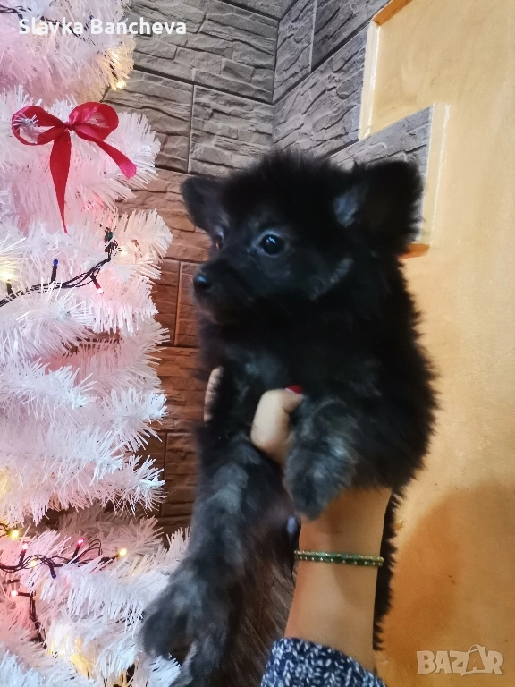 померан шпиц момче имомиче, снимка 1