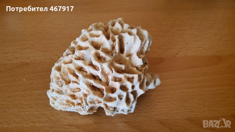 Корали от атлантическия океан, снимка 1