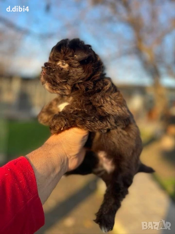 Йоркширски териер -шоколадово!!, снимка 1