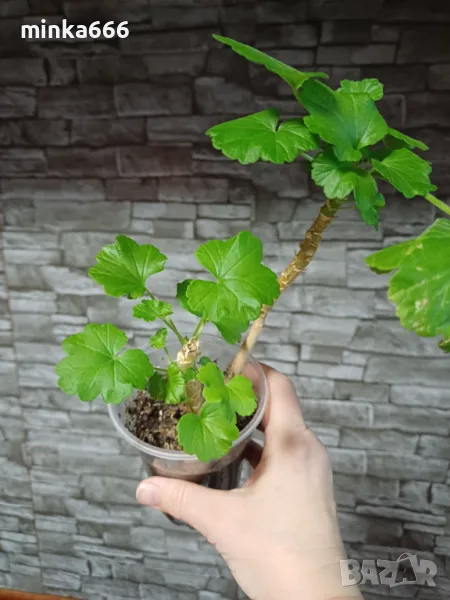 Червено мушкато, снимка 1