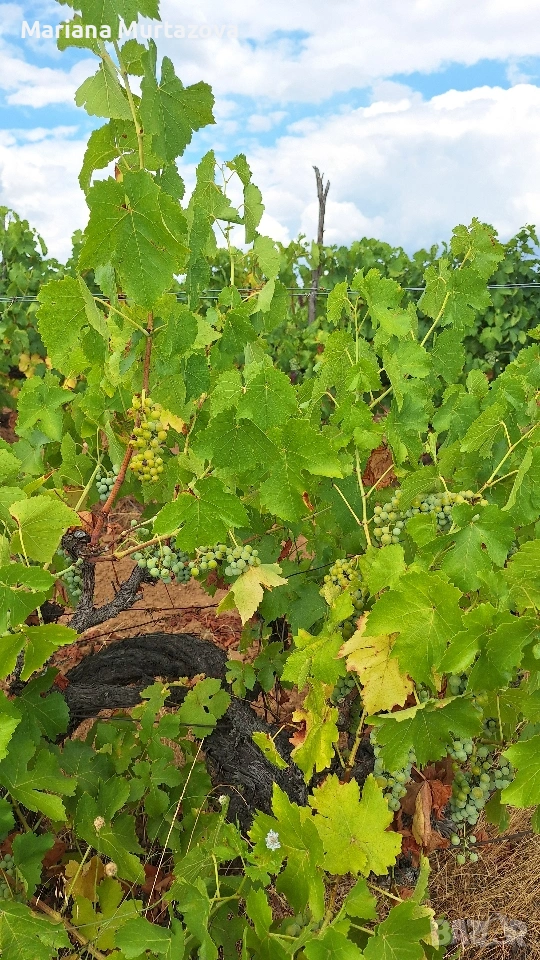 Дългосрочна аренда на лозе мускат ( стар масив) 4.5 дка , снимка 1