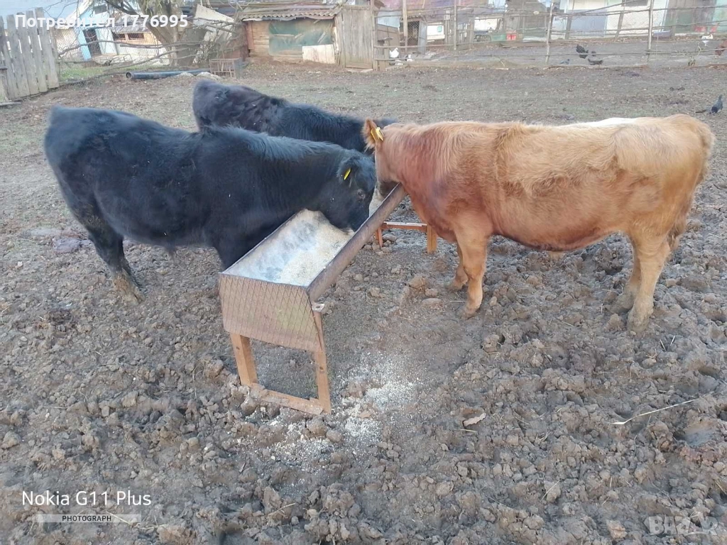 Продавам телета, снимка 1