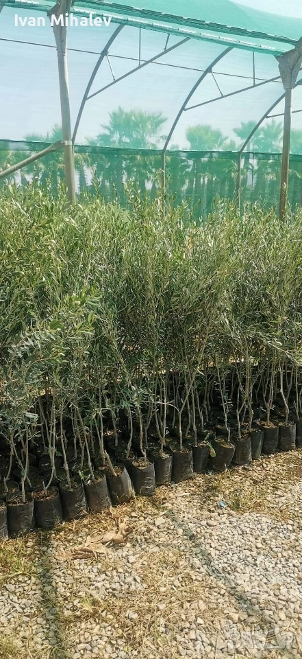 Маслинови дървета , снимка 1