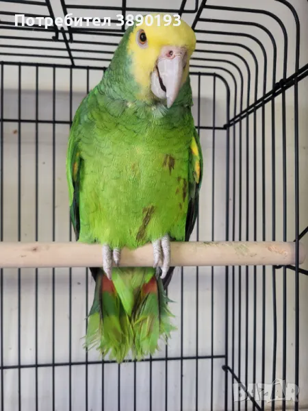 Амазона оратрикс, снимка 1