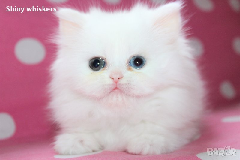 Персийско бижу /Shiny.whiskers - Traditional Persian cat, снимка 1