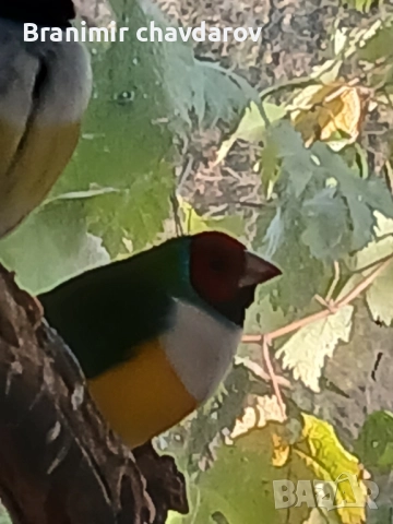 продавам амадини и диамантени гогутки, снимка 7 - Амадини - 52243041