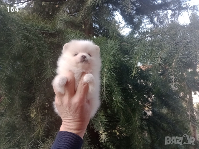 Бели мъжки и женски Померани. Реални снимки от 02.01.26 г. , снимка 4 - Померан - 52932942